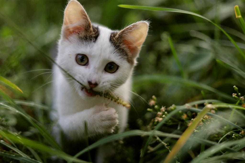 Cat diarrhoae - cat eating grass