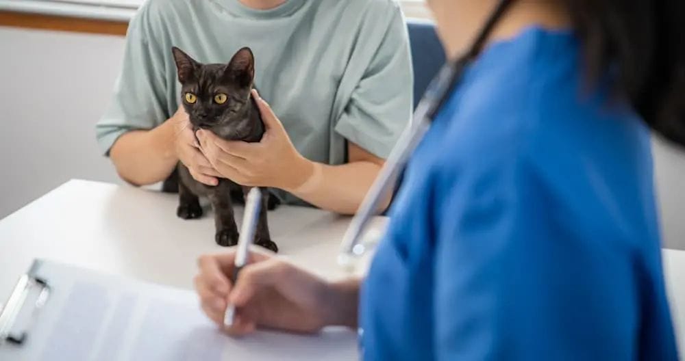 Cat consultation for diarrhoae