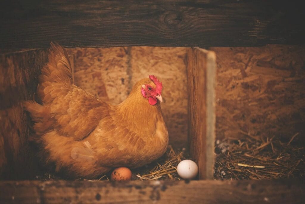 poultry industry - laying eggs
