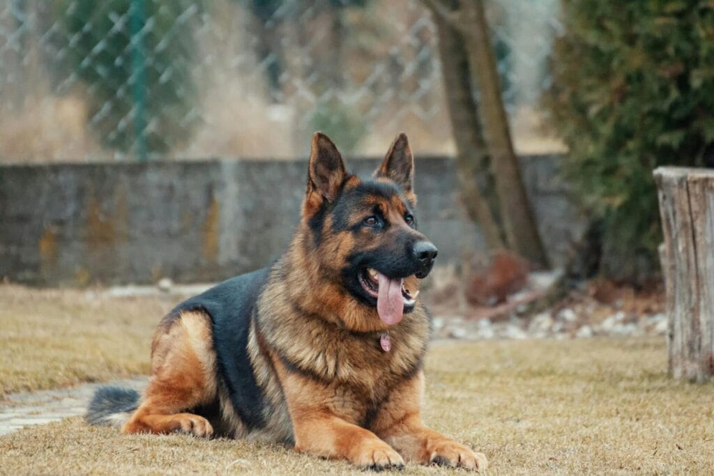 online vet - german shepherd 