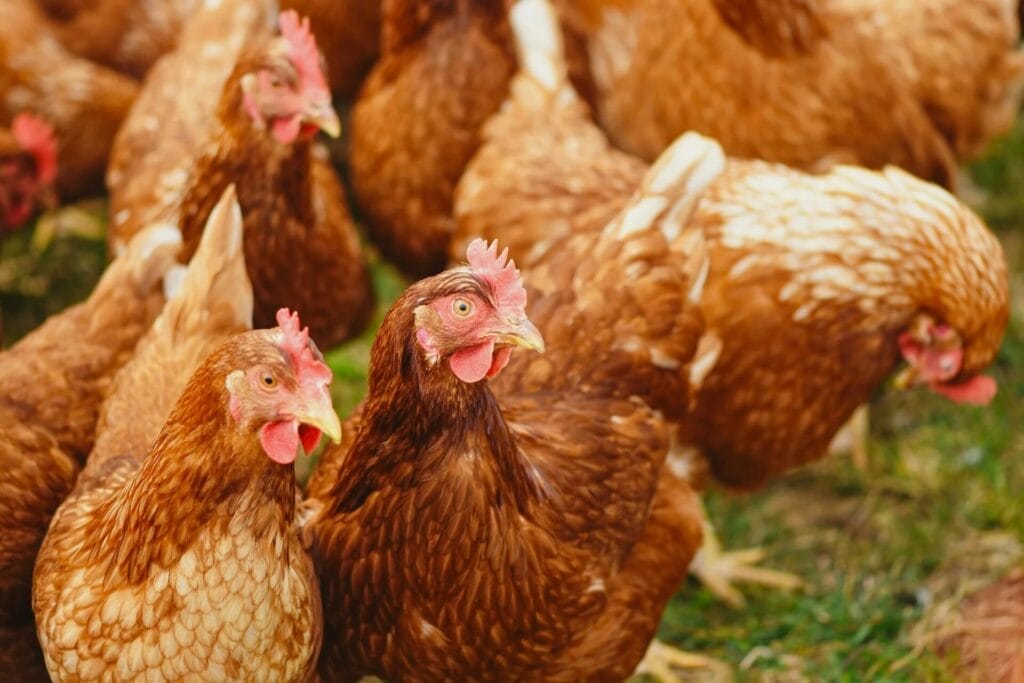 poultry industry - livestock