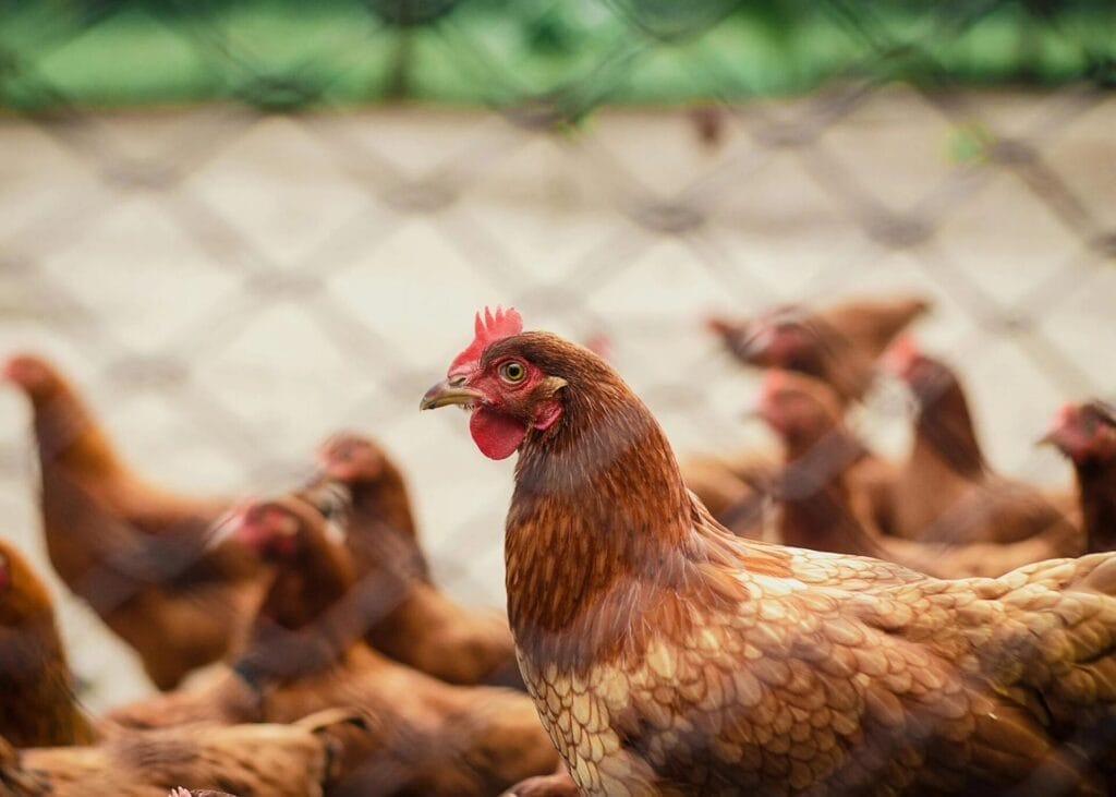 poultry industry - Indian industry