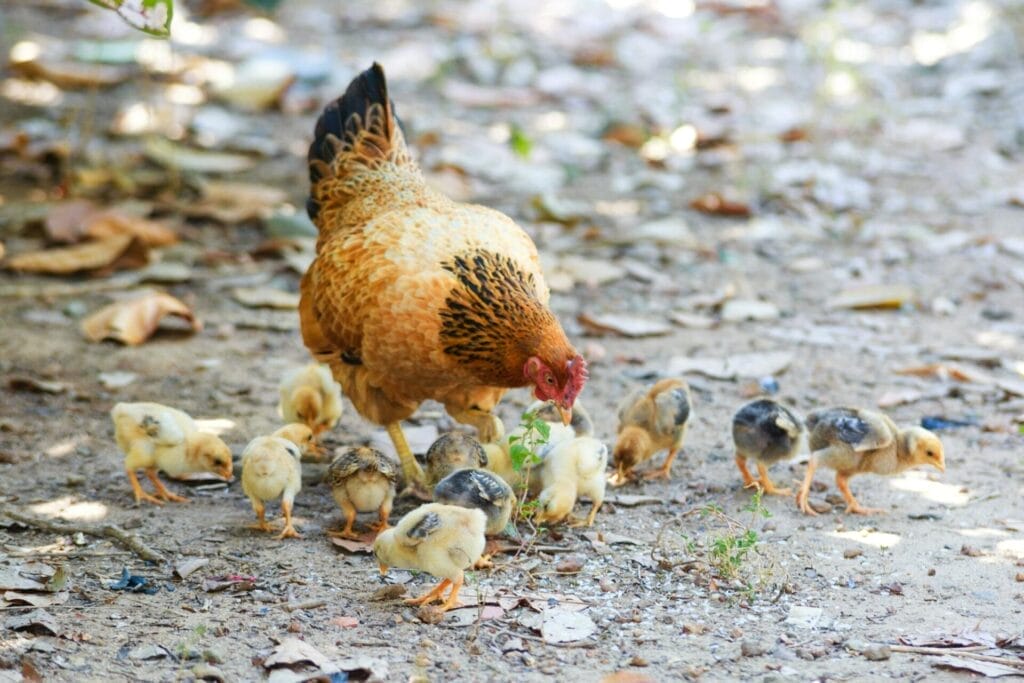 poultry industry - mother tending to chicks
