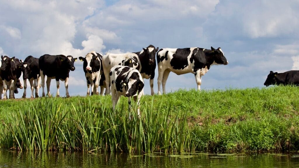 cow farming - cows standing