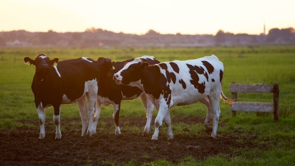 cow farming - cows grazing