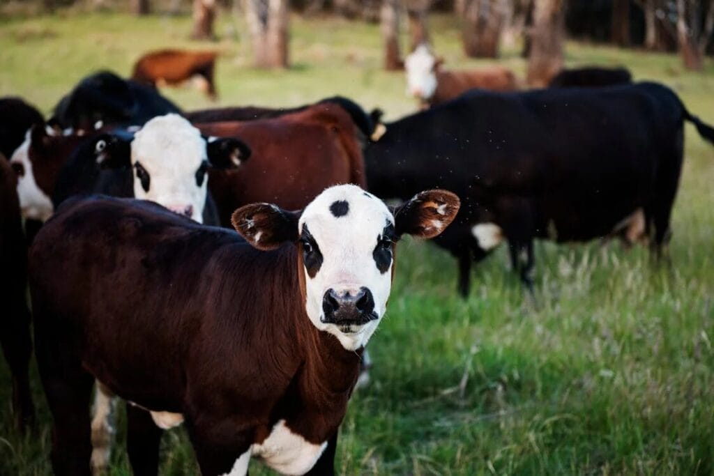 cow farming - herd of cows