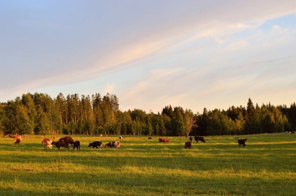 cow farming - environmental benefit