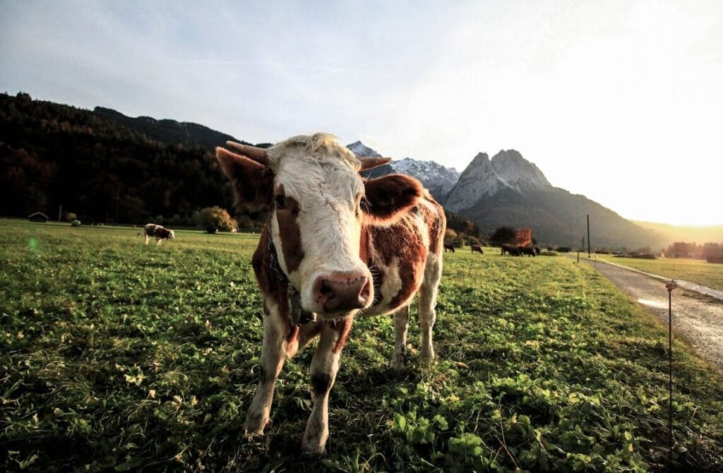cow farming - economic benefit 
