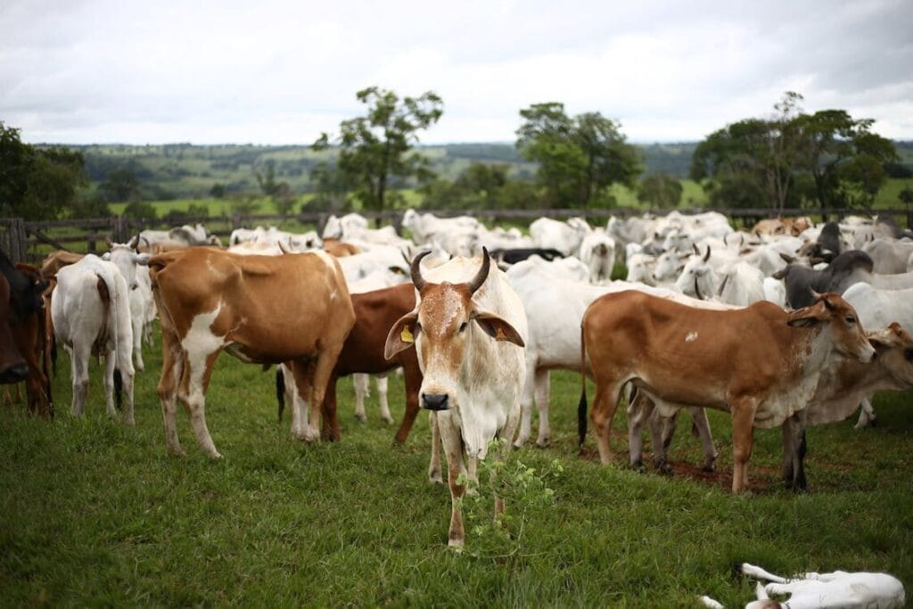 cow farming 