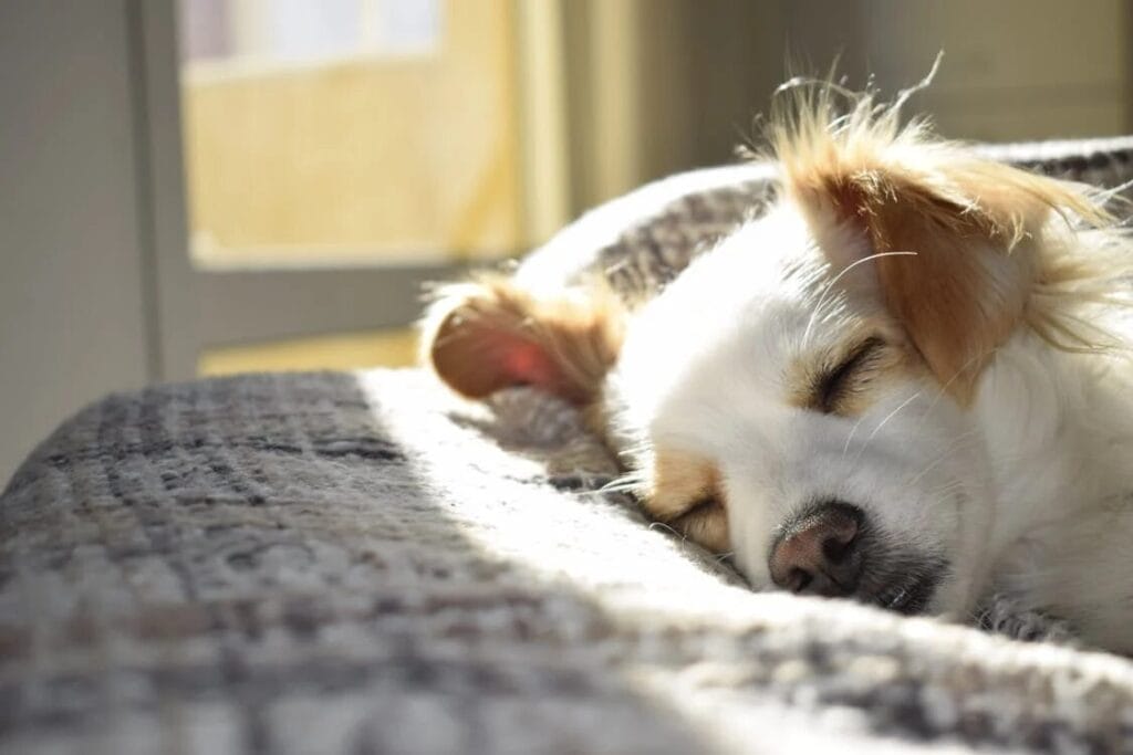 online vet consultation - dog sleeping