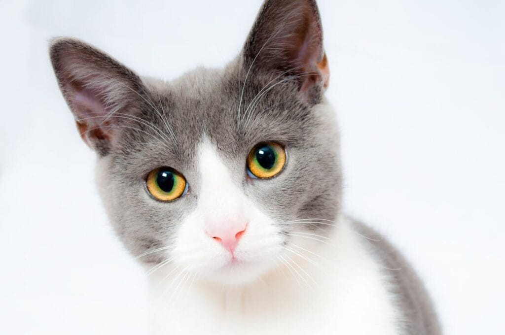 online vet consultation - cat looking