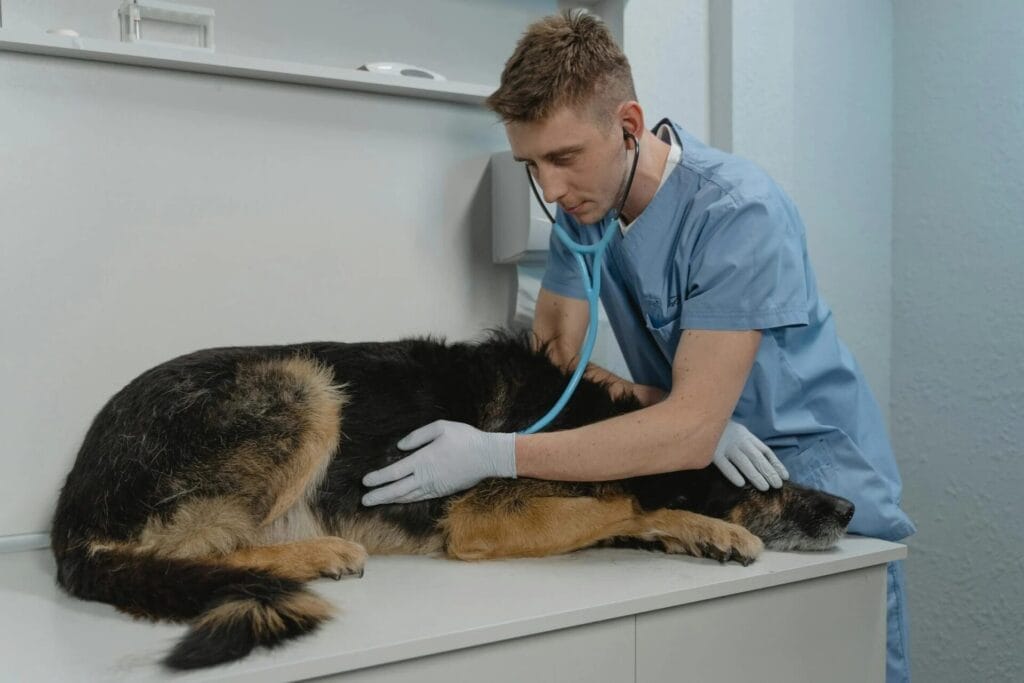 health issues in dogs - online consultation