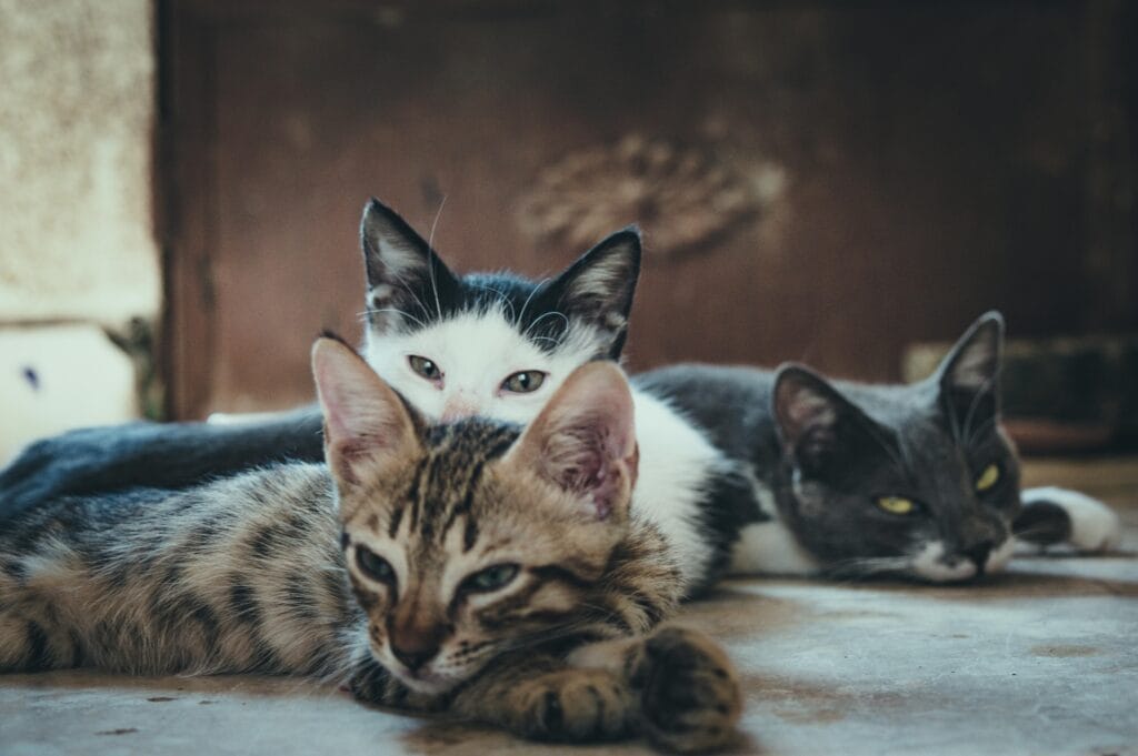 Cat diarrhoae - Cats lying on ground