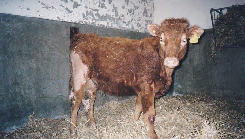 bovine viral diarrhoea
