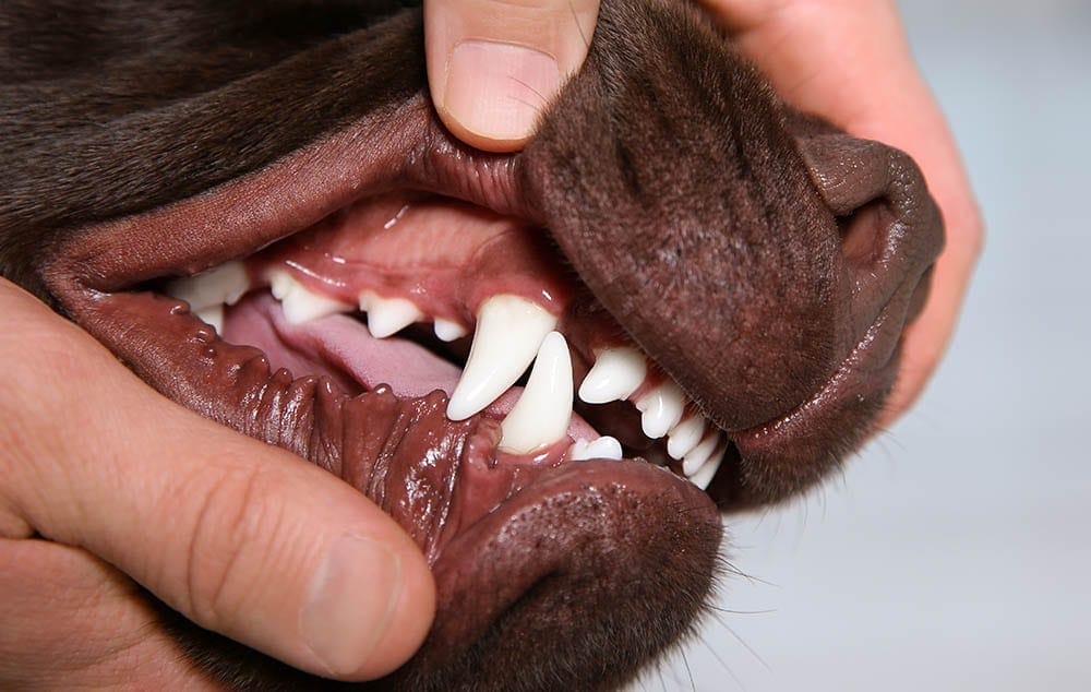 dog's dental health