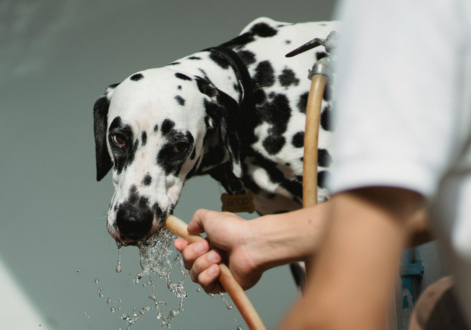 water bowl for dogs