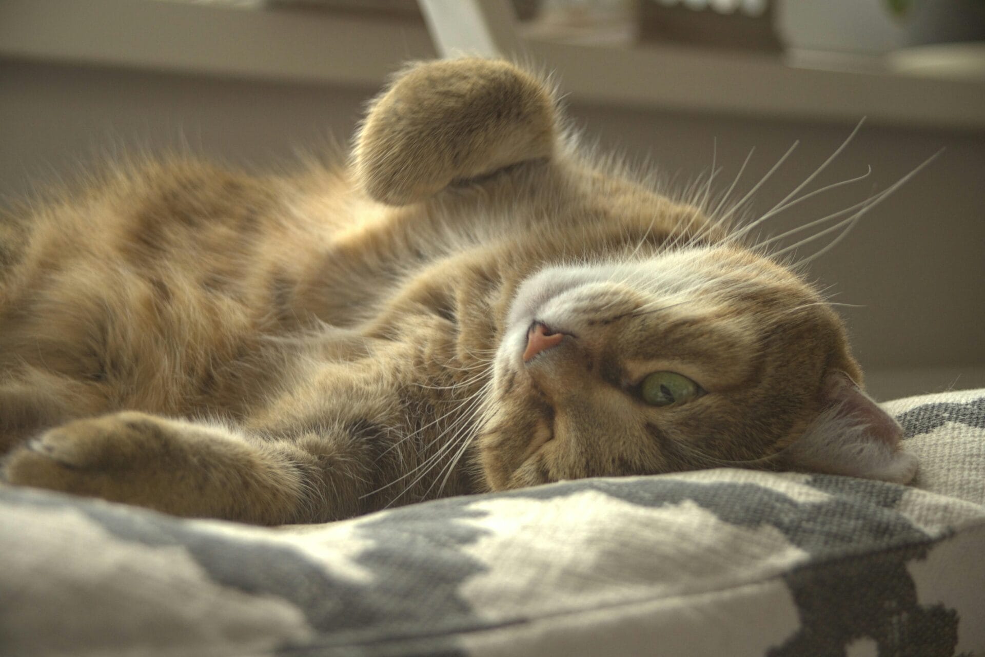 urinary tract infection in cats