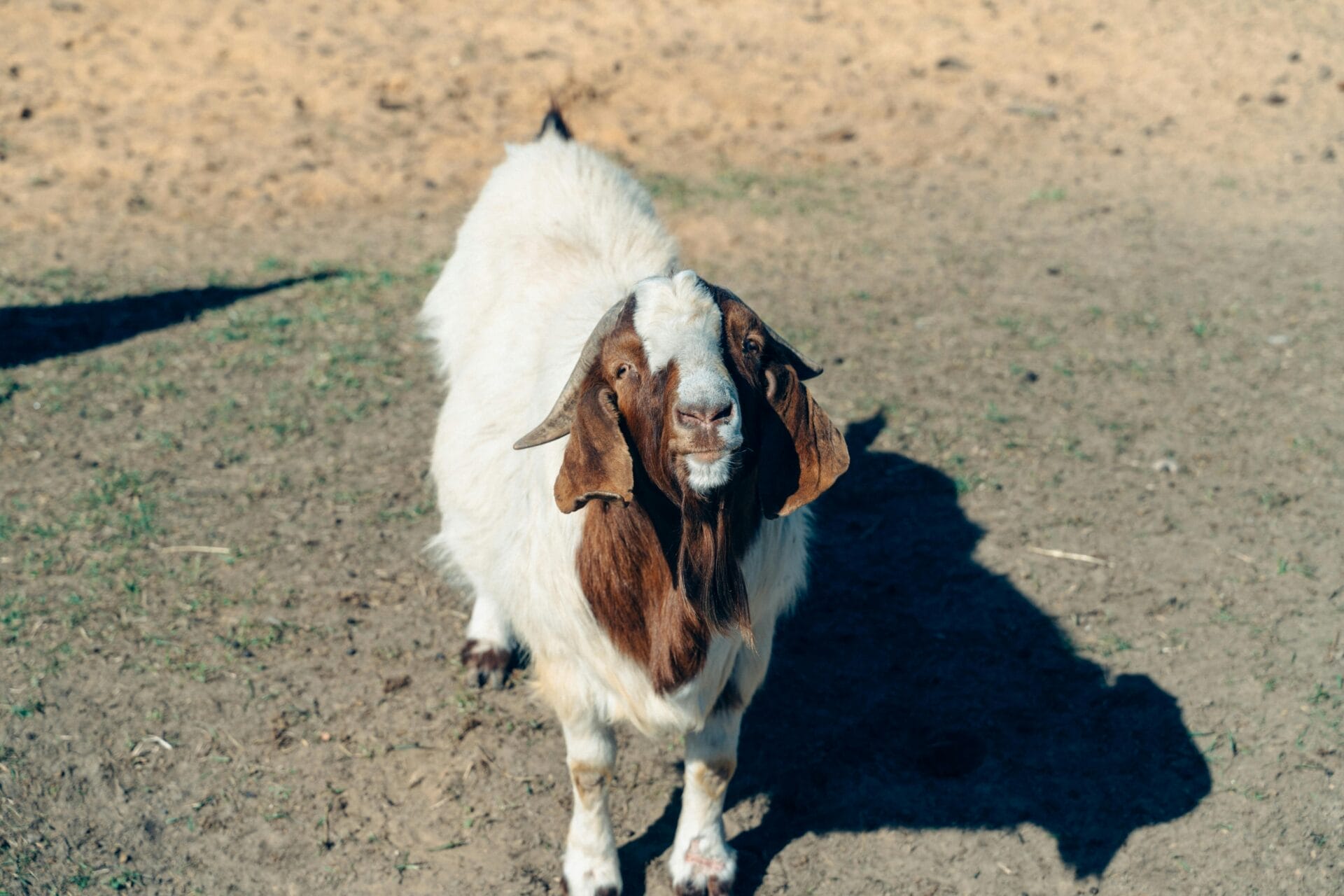 goat health