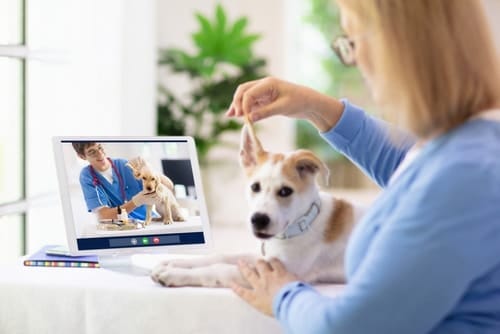 online vet consultation