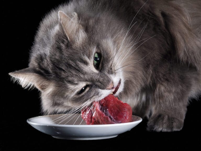 raw food diet for cats