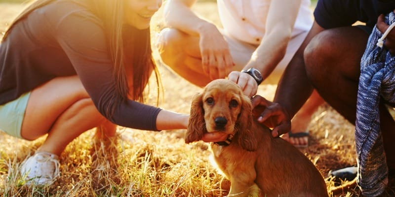socializing your puppy
