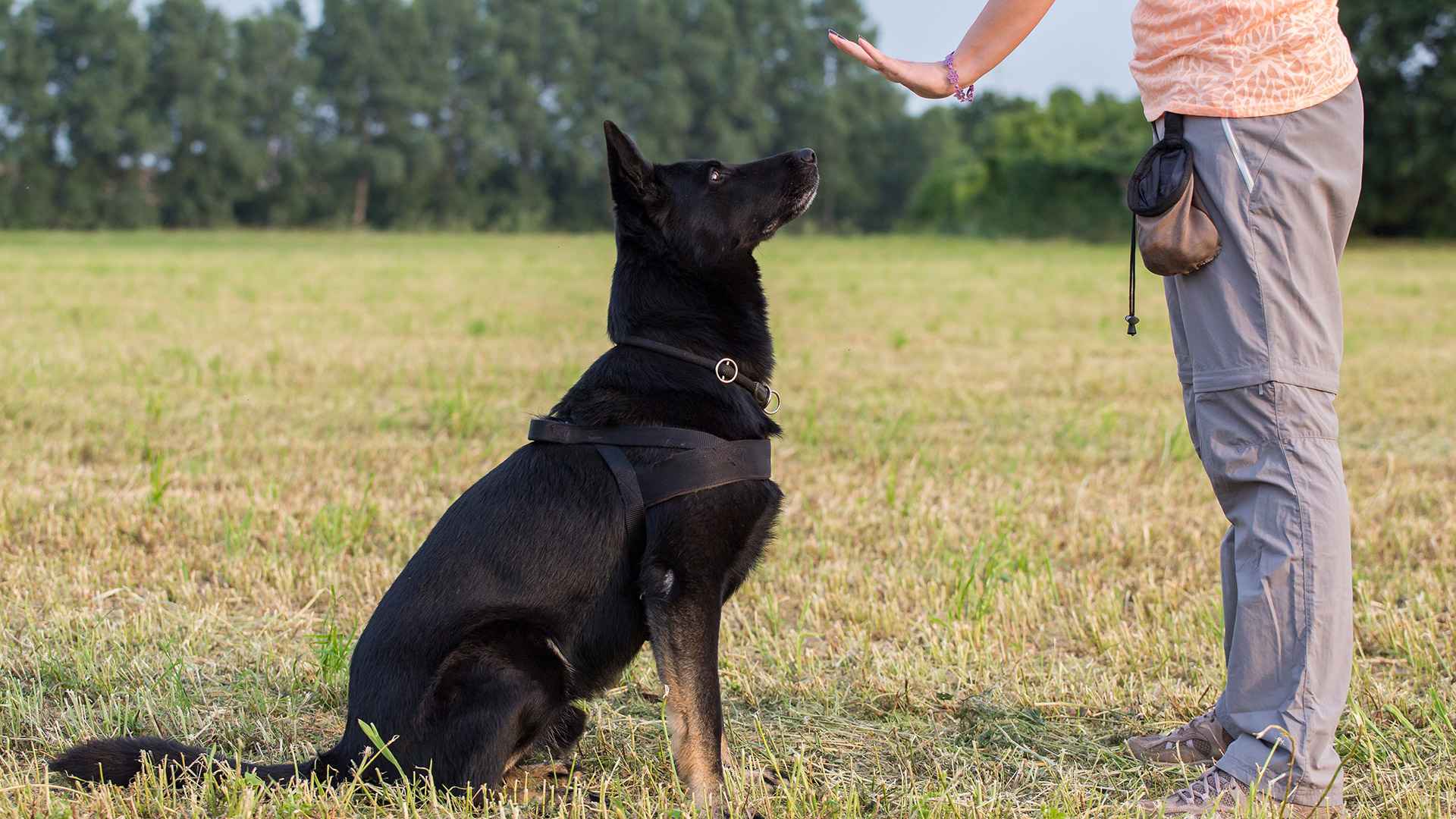 basic commands for dogs