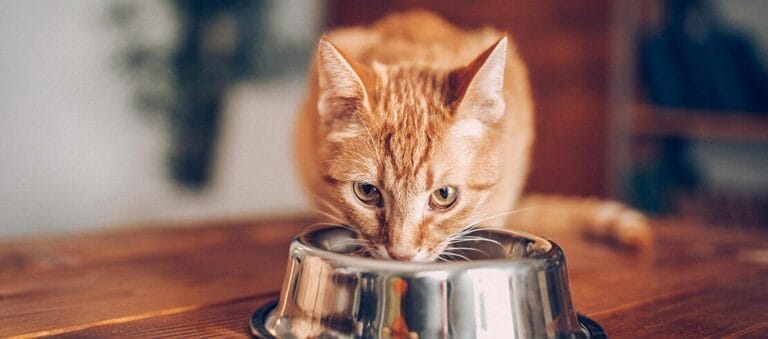 healthiest cat foods