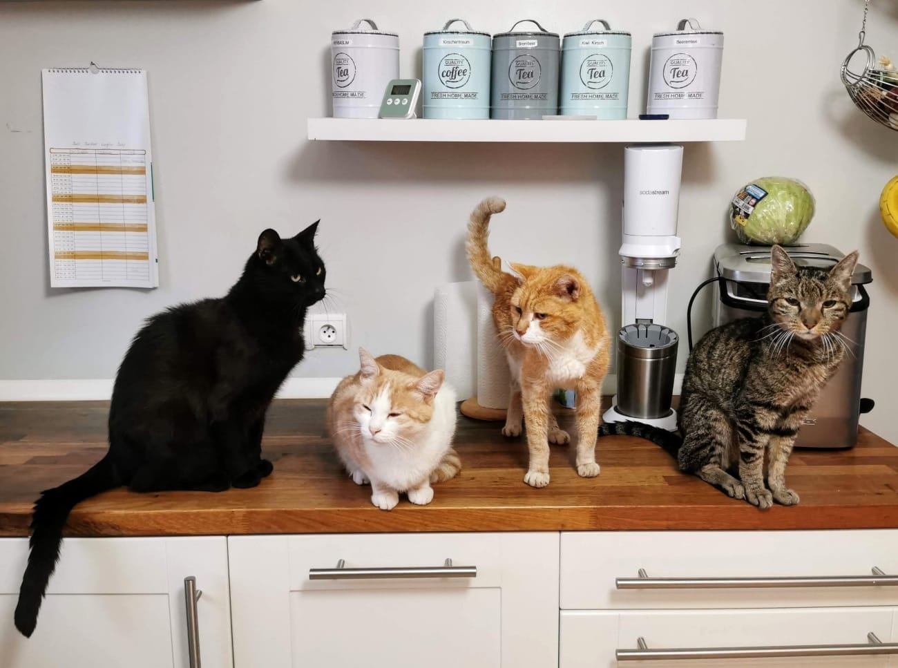 multi-cat households