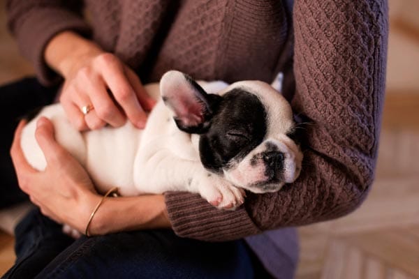 first-time dog owners