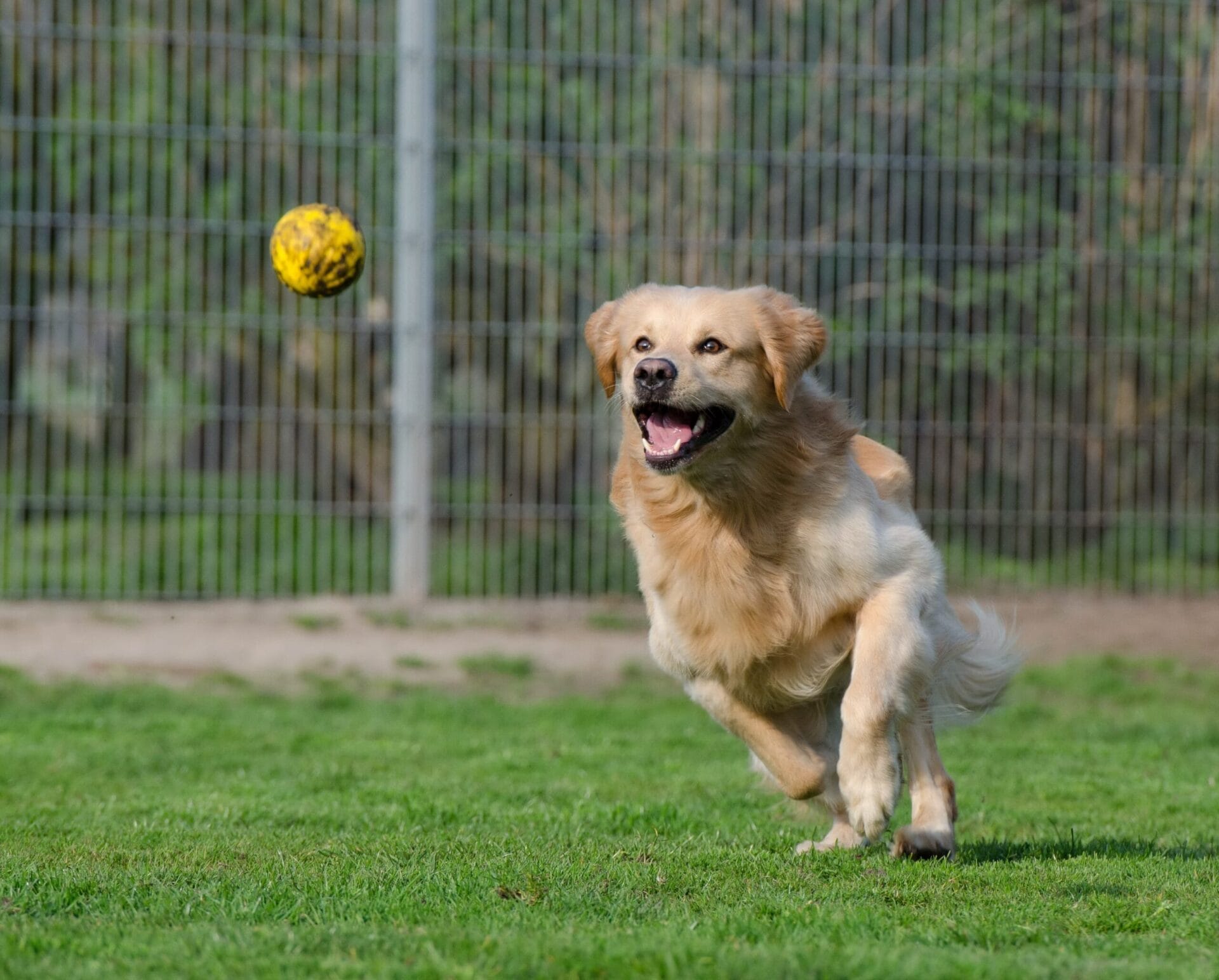 fun and engaging activities to do with your dog