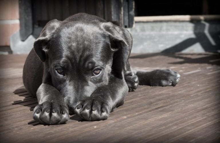 dog's anxiety