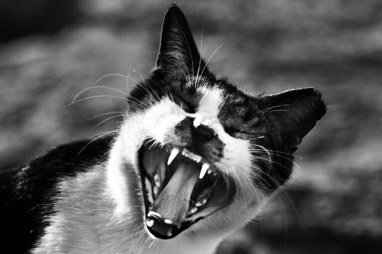 feline dental health