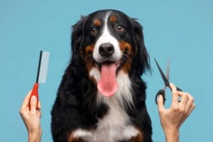 grooming for dogs