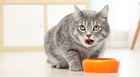 Blog 35 YourCatsEatingHabits Hero 0