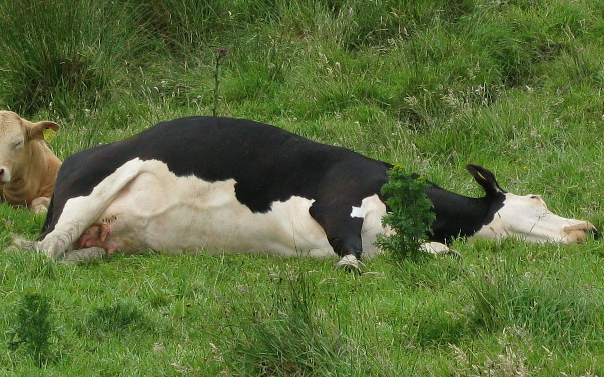 bloat in cattle