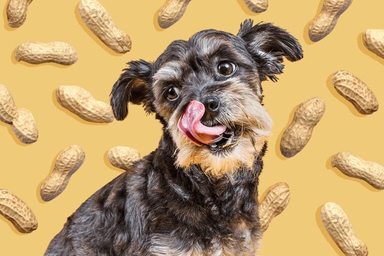 can dogs eat peanuts