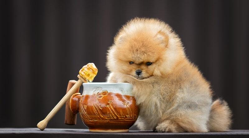 Dogs can eat honey best sale