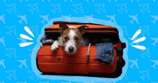 travel with your dog