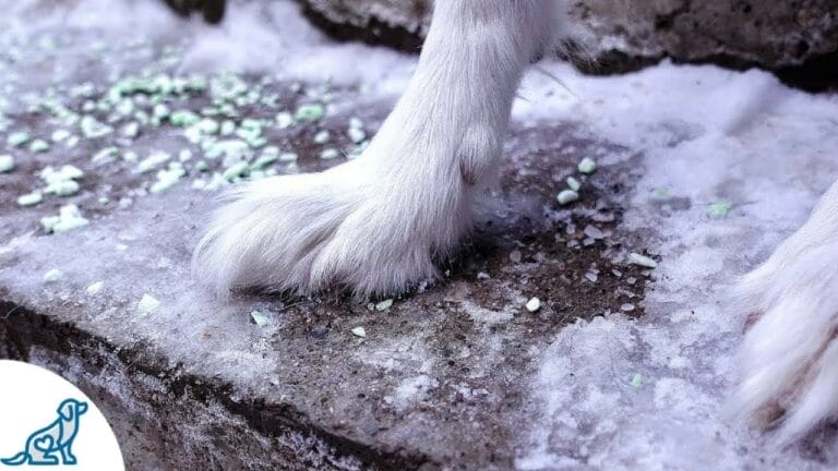 dog's paw in cold