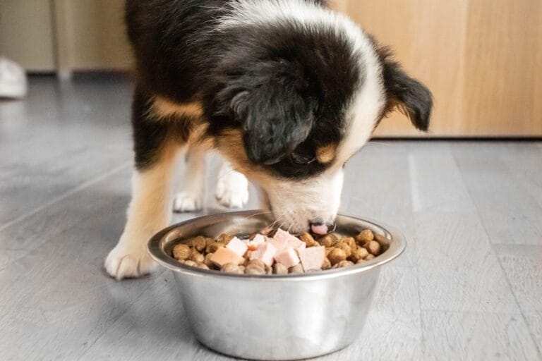 people food for puppies 2804770 hero 58d5ffa7c4784604b5088d8fcf41fed7
