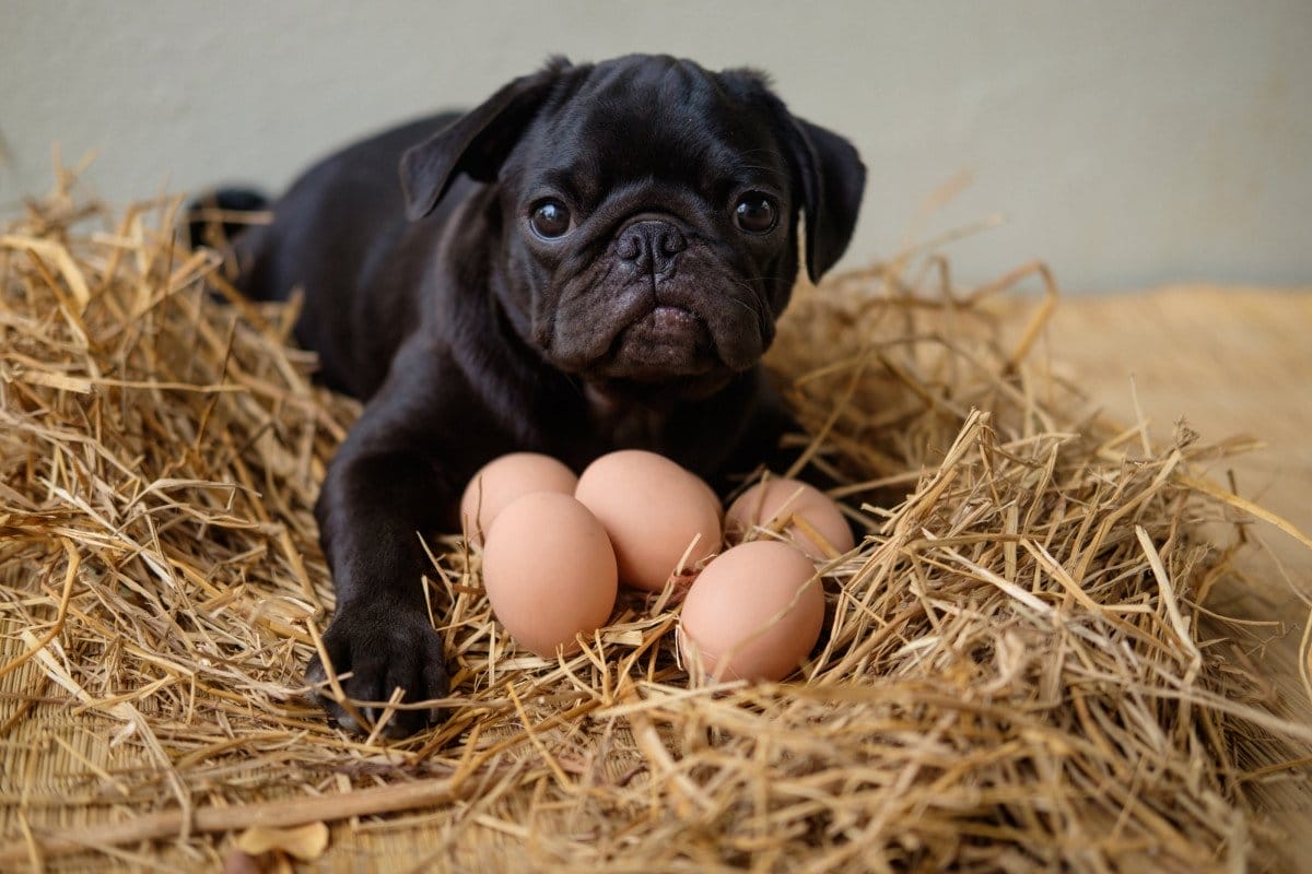 can dogs eat eggs?