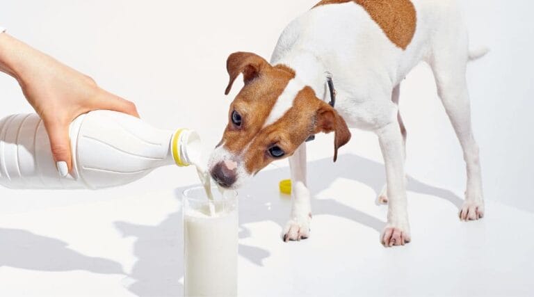 dog drinking milk