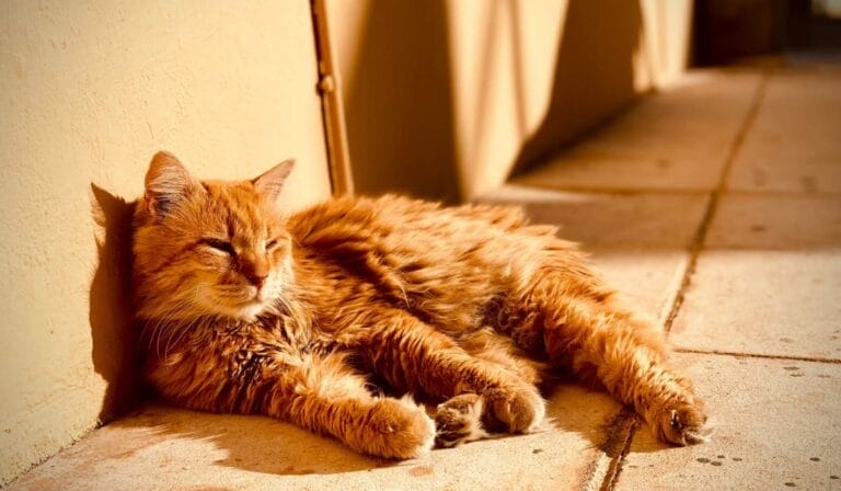 Blog 42 cats need sunlight
