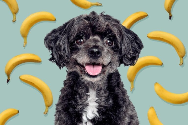 dogs eat bananas