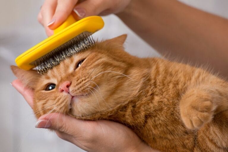 Blog 42 cat grooming