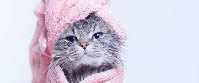 cat in towel cropped