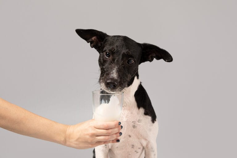 can dogs drink milk