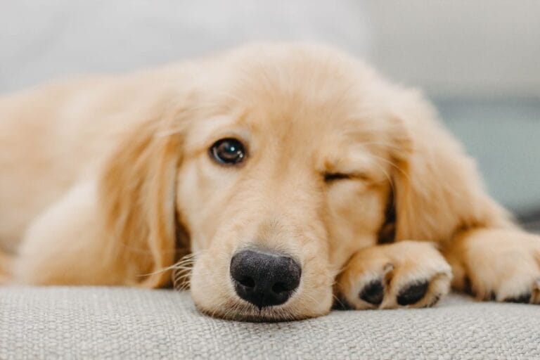 health tips for your golden retriever