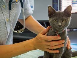 online vet consultation for cats