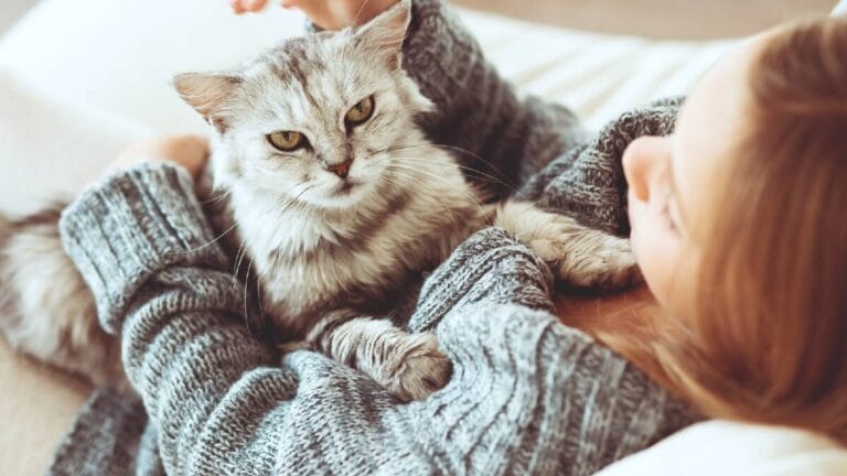 signs your cat is angry
